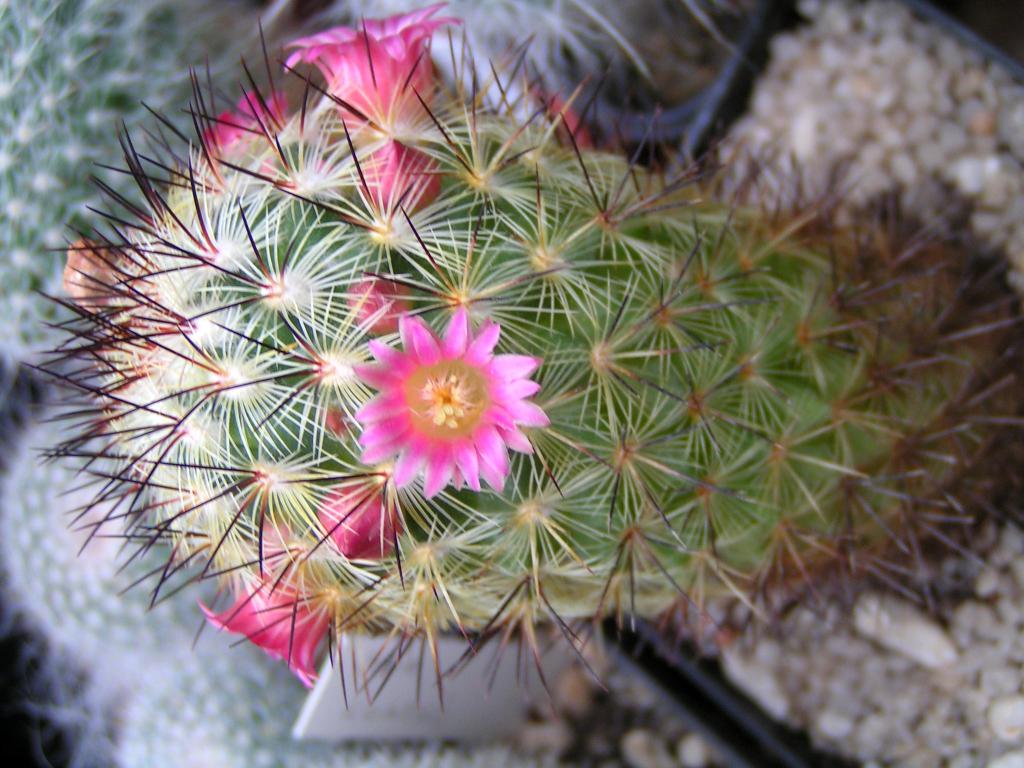 Mammillaria miroheliopsis